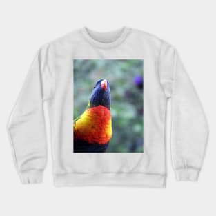 Rainbow Lorikeet Crewneck Sweatshirt